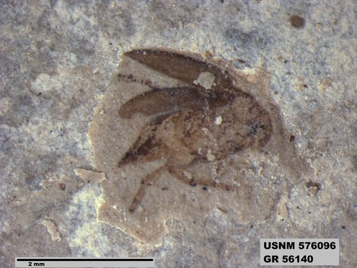 Insecta