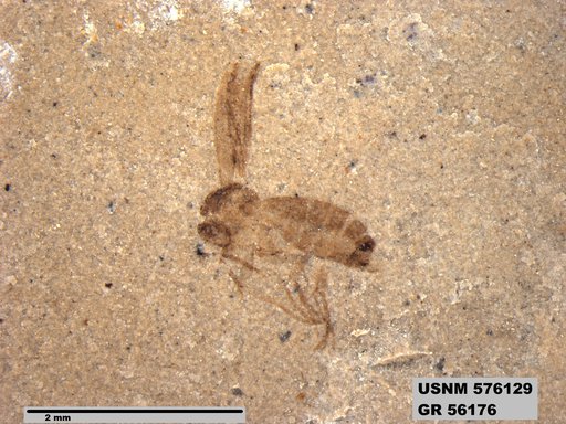 Insecta