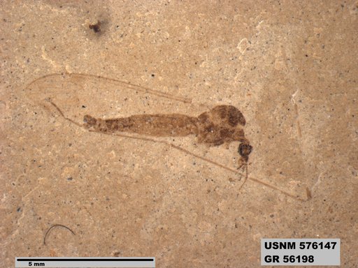 Insecta