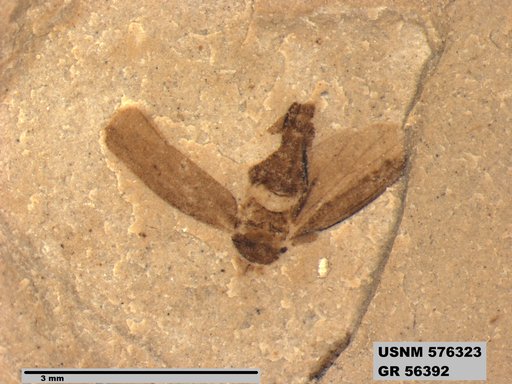 Genus sp