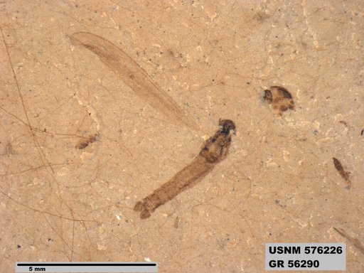Insecta
