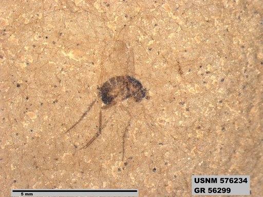 Insecta