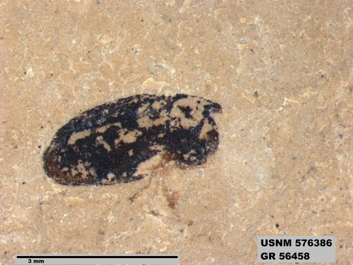 Insecta