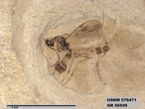 Insecta