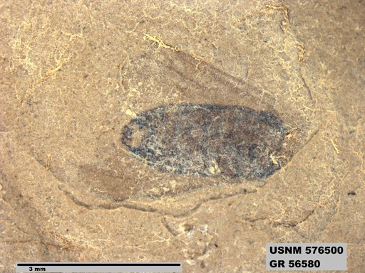 Genus sp