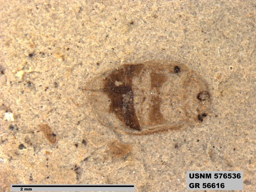 Insecta