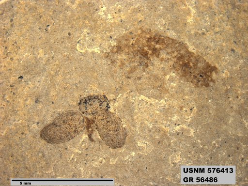 Insecta