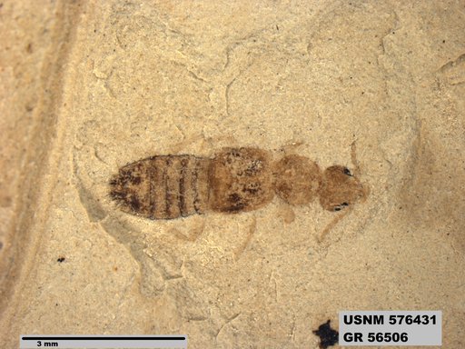 Insecta