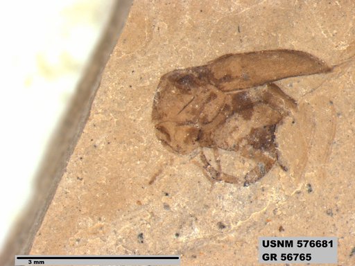Insecta