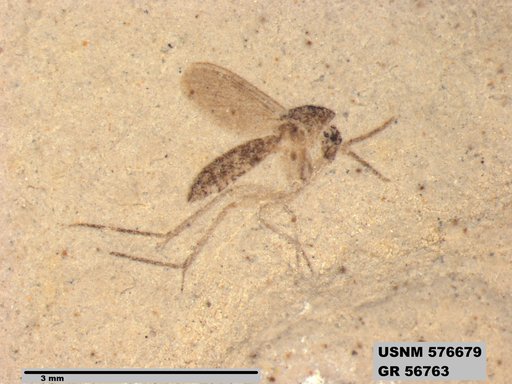 Insecta