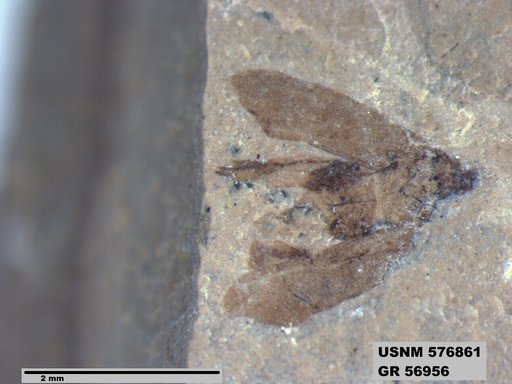 Genus sp