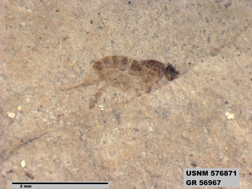 Insecta