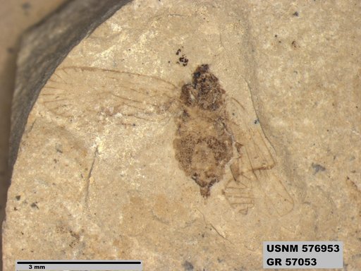 Genus sp