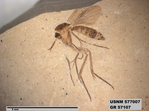 Insecta