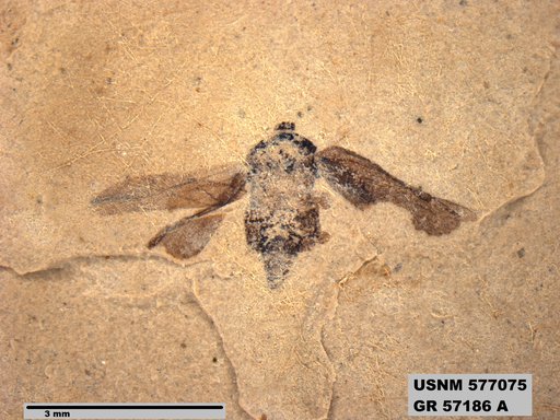 Genus sp
