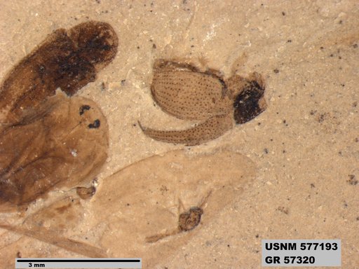 Insecta
