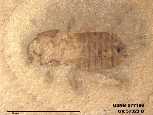 Genus sp