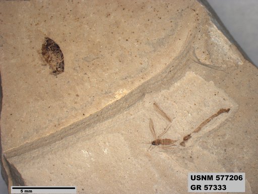Insecta