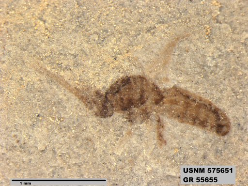 Insecta