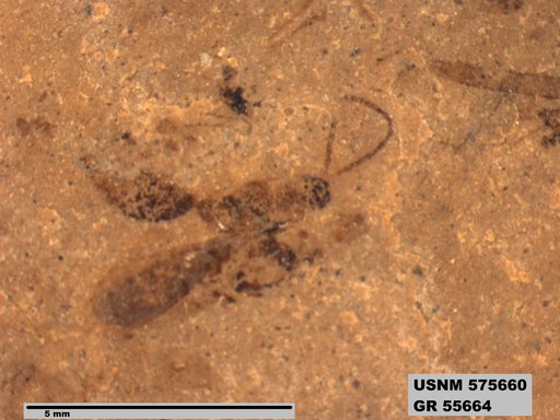 Insecta