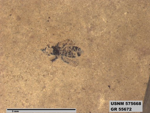 Insecta