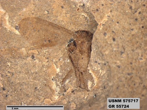 Insecta
