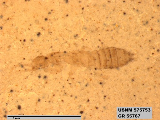 Insecta