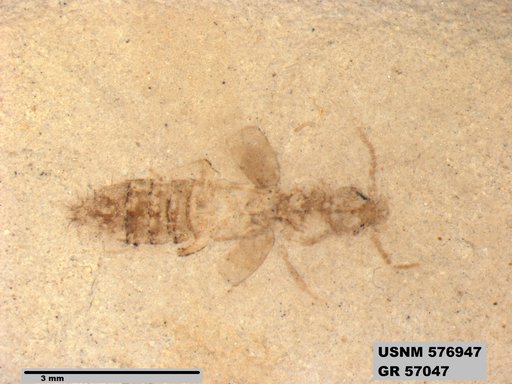 Insecta