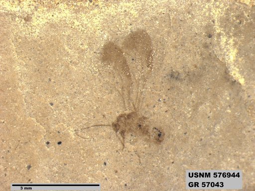 Insecta