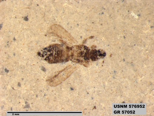 Insecta