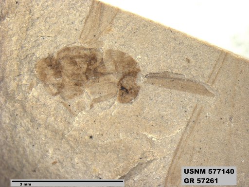 Genus sp