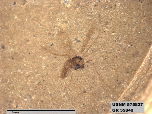 Insecta