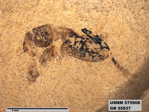 Genus sp