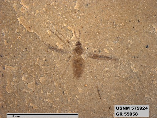 Insecta
