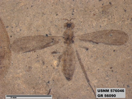 Insecta