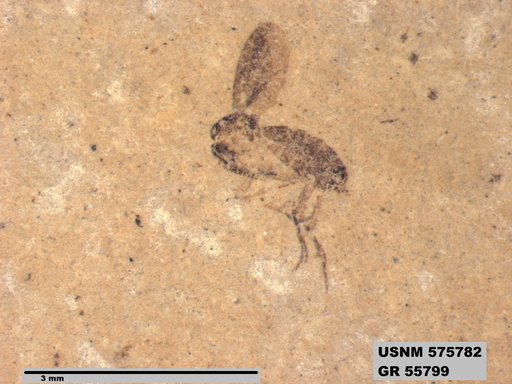 Insecta