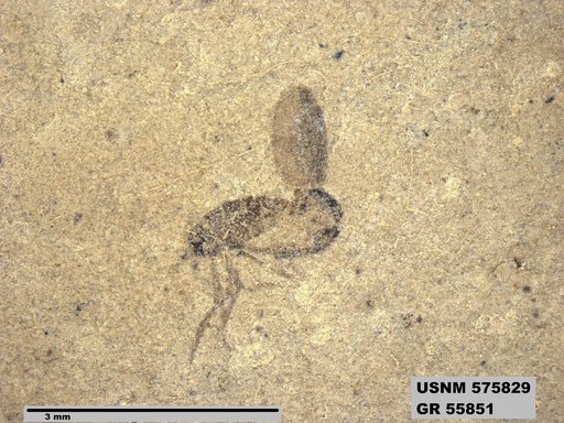 Insecta