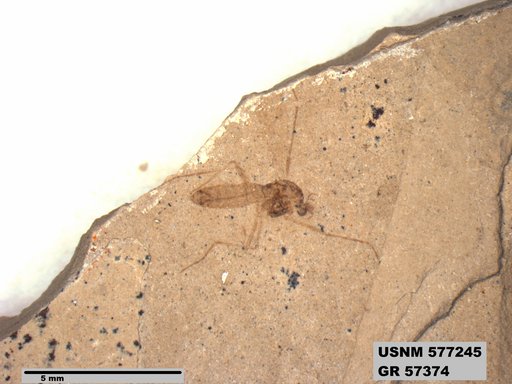 Insecta