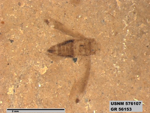 Genus sp