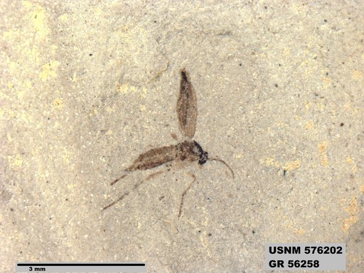 Insecta