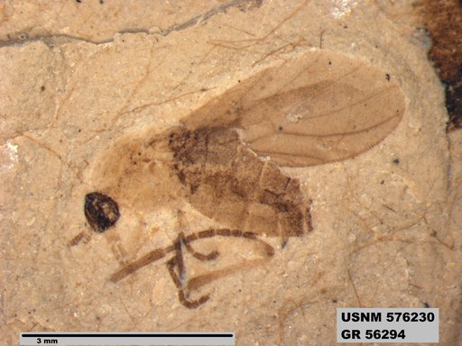 Insecta