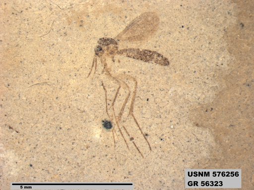 Insecta