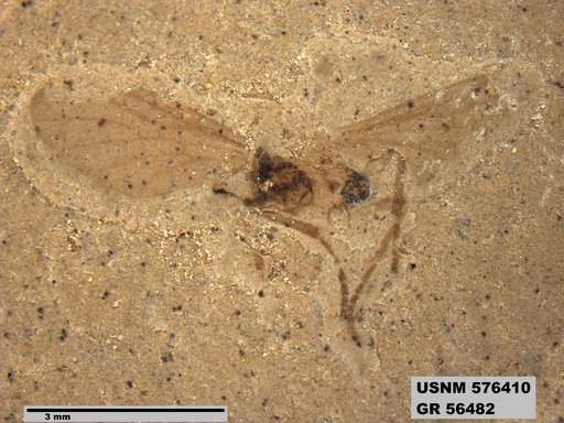 Insecta
