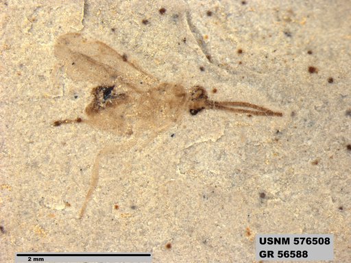 Insecta