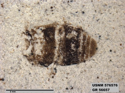 Insecta