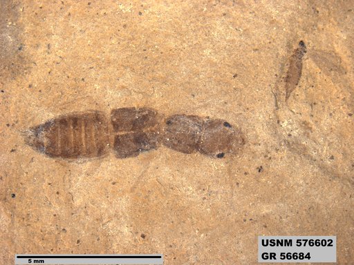 Genus sp