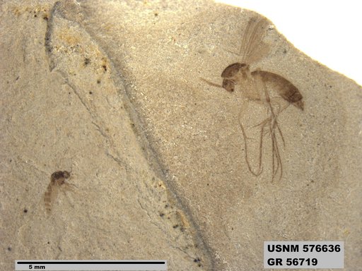 Insecta