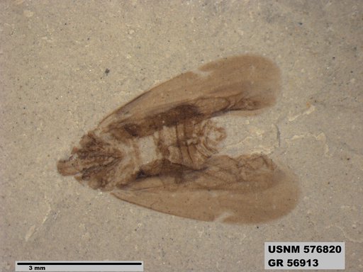 Genus sp