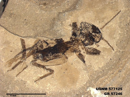 Eogryllus unicolor