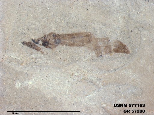 Genus sp